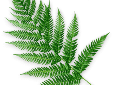 Atelier Bienveillance